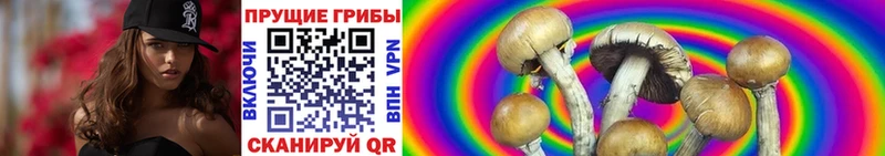 гидра сайт  Кинель  Галлюциногенные грибы Psilocybine cubensis 
