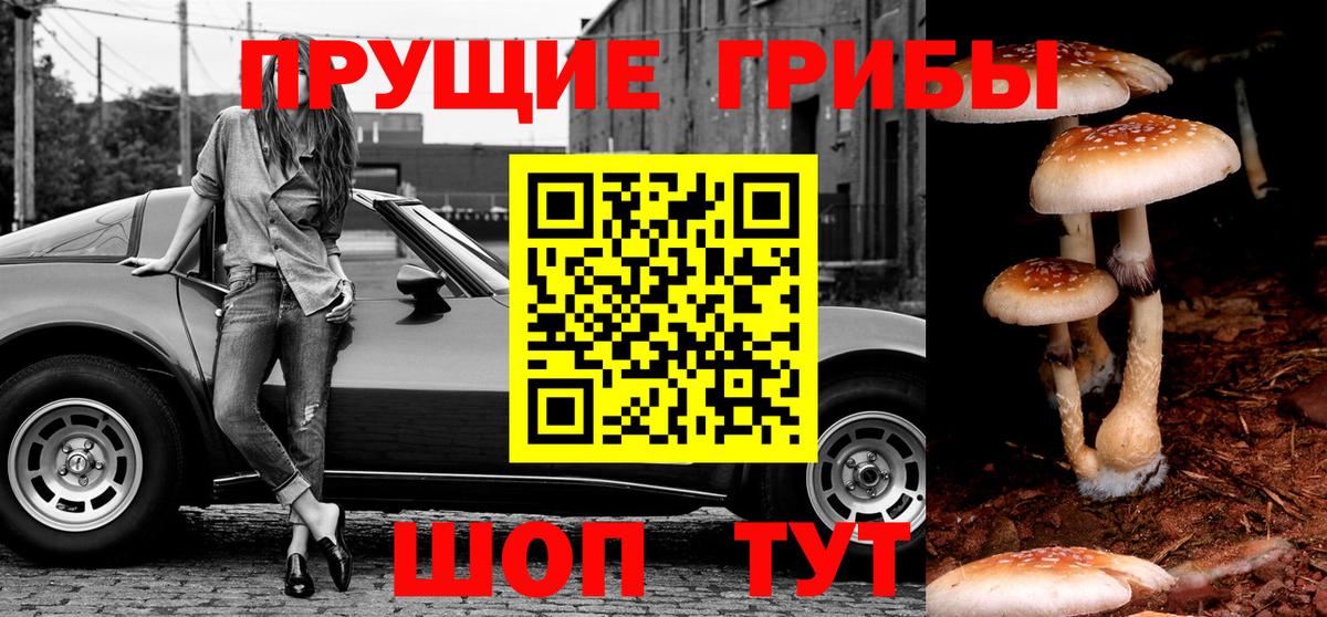 Псилоцибиновые грибы Psilocybe  Кинель 